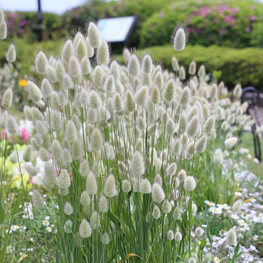 💥53% OFF🩷Bunny Tails Grass Seeds✨