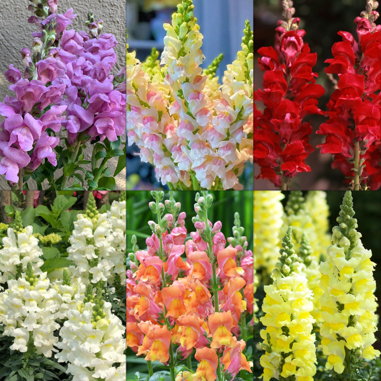 Garden Snapdragon Seeds🌸🌿