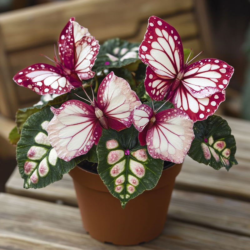 Moonlight Butterfly Begonia - Fuchsia and White
