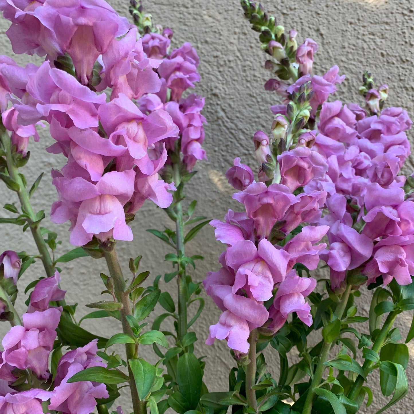Garden Snapdragon Seeds🌸🌿