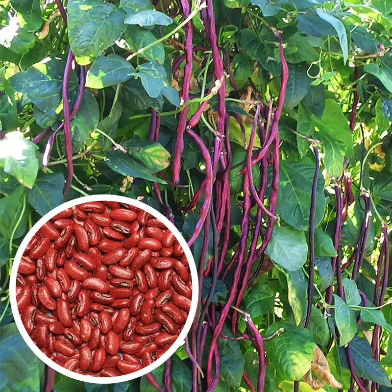Multi-Color High Yield Long Cowpea Seeds