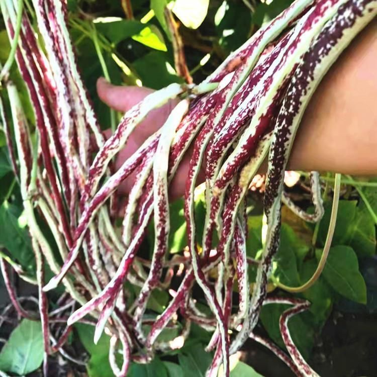Multi-Color High Yield Long Cowpea Seeds