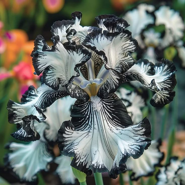 Blue flame-Rare Iris Bulbs⚜️
