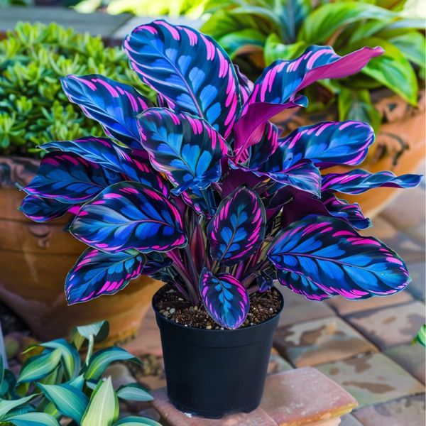 Pink Stardust-Potted Alocasia Bulbs 🍃