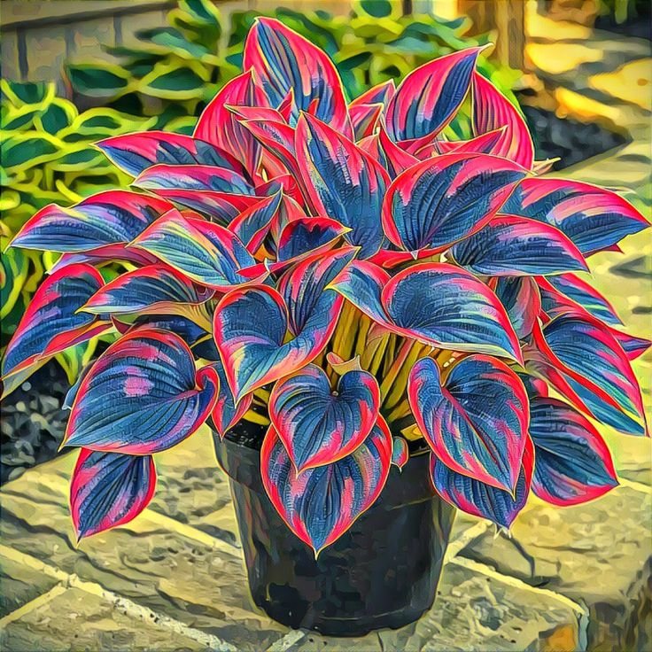 Pink Stardust-Potted Alocasia Bulbs 🍃
