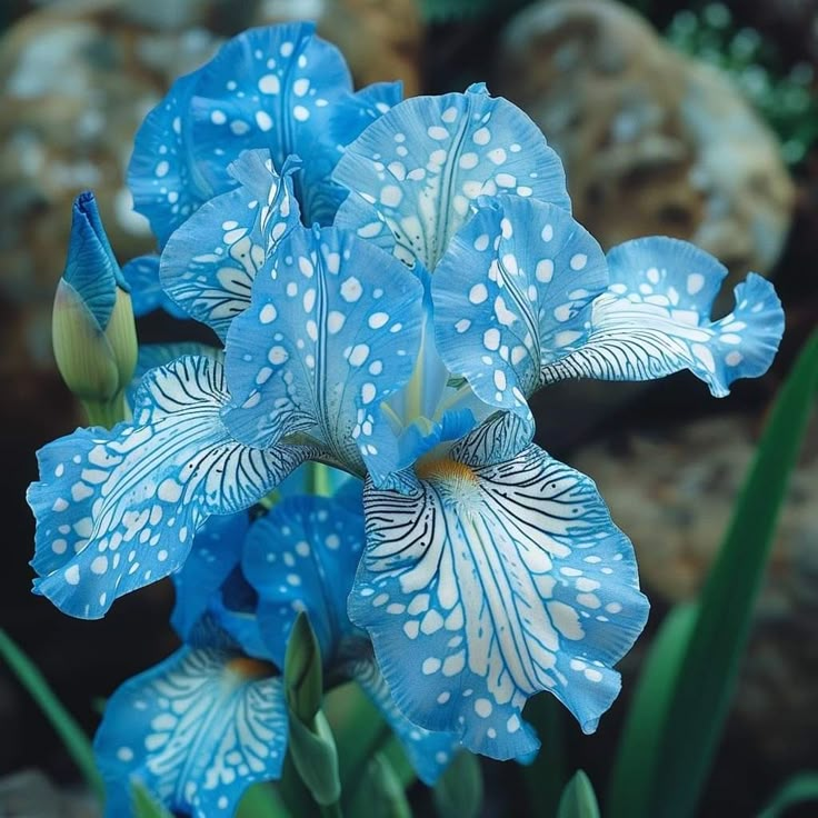 Rare Iris Bulbs⚜️