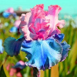 Rare Iris Bulbs⚜️