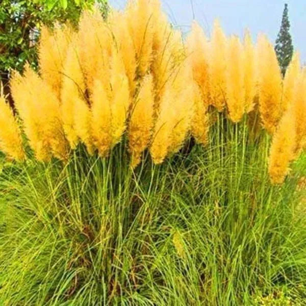 ✨200 Pcs Pampas Grass Magic Garden Seeds🌾