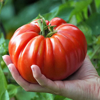 🍅Giant Beef Tomato Seeds-Up-To-2Kg✨New Year Special✨