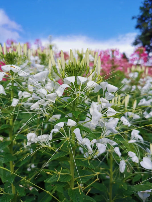 💥50% Off💥Mixed Spider Flower Cleome Seeds🌺
