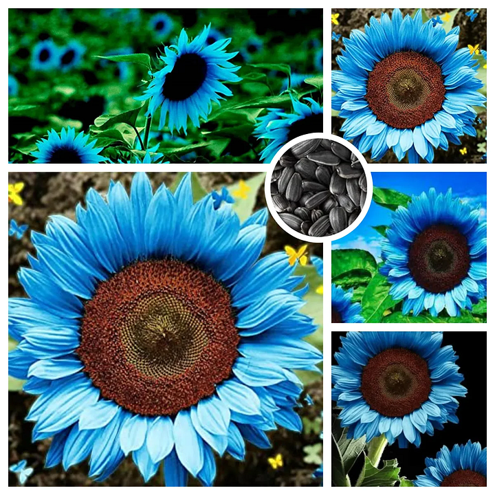 🎉2025 Hot Sale😍Sunflower Seeds🌻