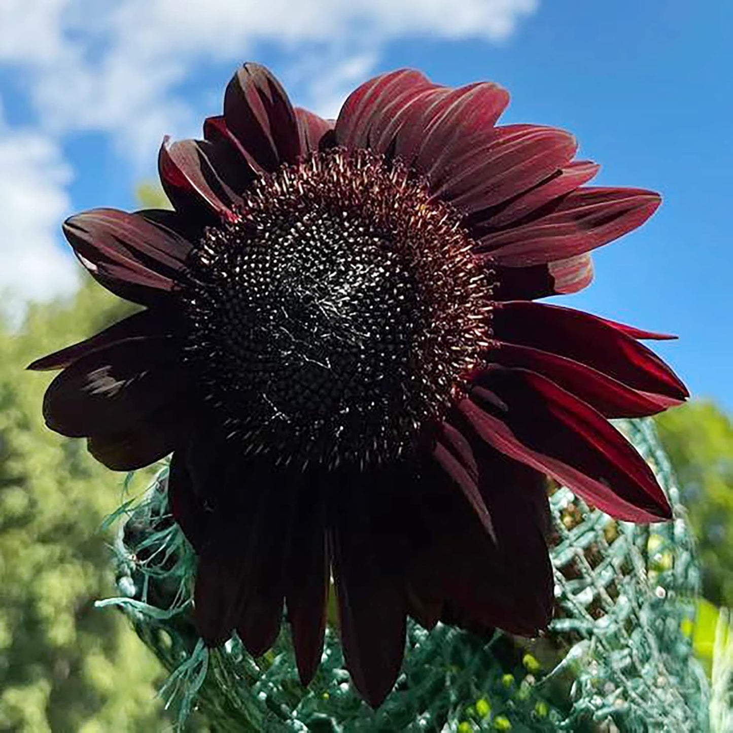 🎉2025 Hot Sale😍Sunflower Seeds🌻