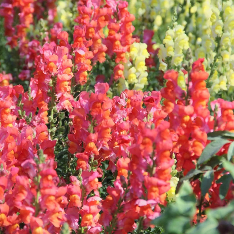Garden Snapdragon Seeds🌸🌿