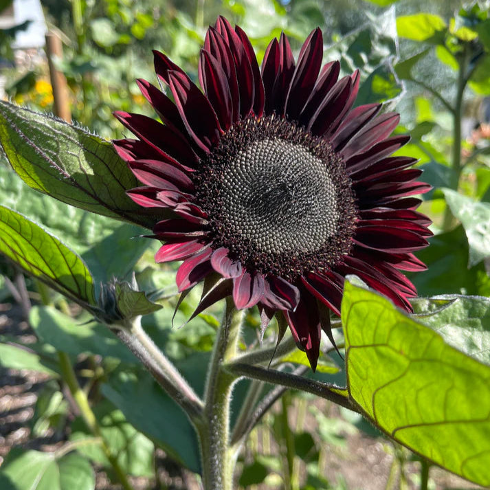 🎉2025 Hot Sale😍Sunflower Seeds🌻