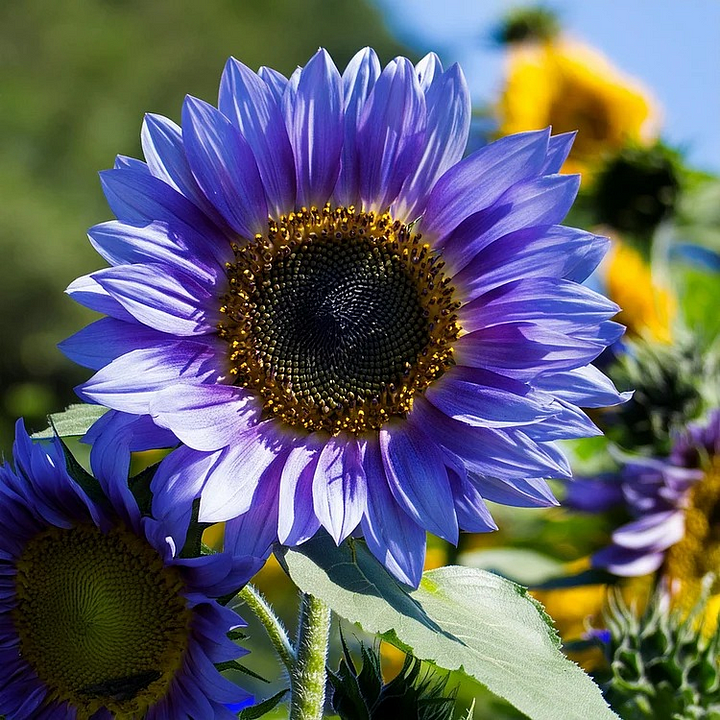 🎉2025 Hot Sale😍Sunflower Seeds🌻
