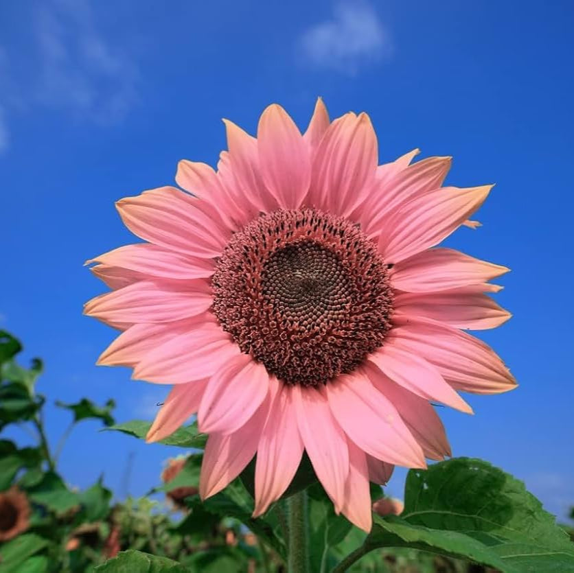 🎉2025 Hot Sale😍Sunflower Seeds🌻