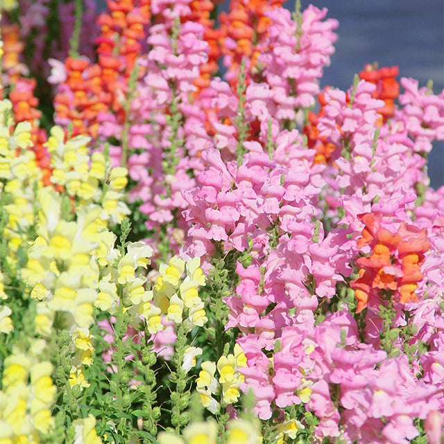 Garden Snapdragon Seeds🌸🌿