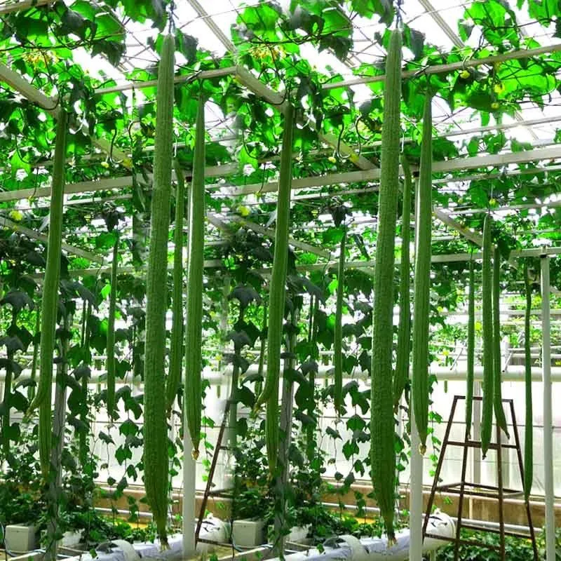 🌱 Long Sponge Gourd Seeds🍃 🥒