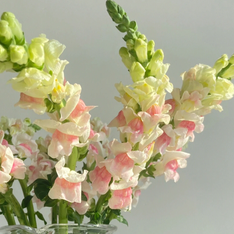 Garden Snapdragon Seeds🌸🌿