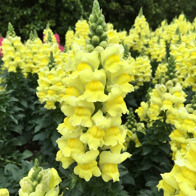 Garden Snapdragon Seeds🌸🌿
