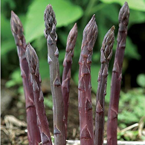 Four Seasons Asparagus Mary Washington Seeds