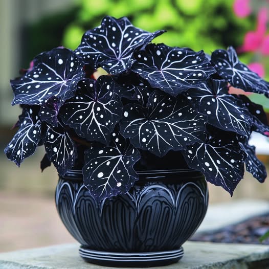 Moonlight Butterfly Begonia - Black🦋