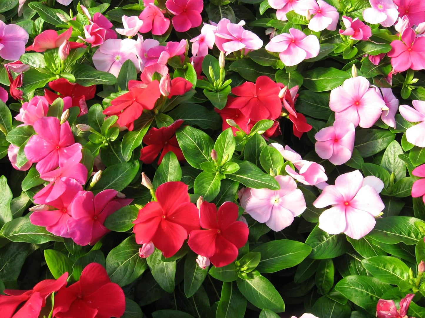 💥50% Off💥Mixed Color Periwinkle Seeds🌺