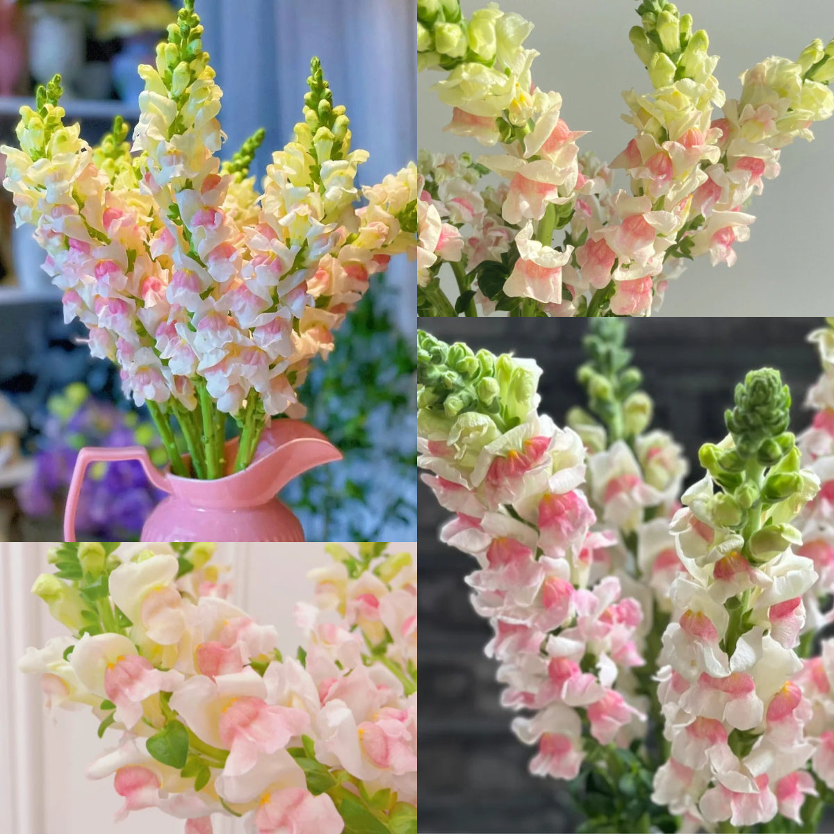 Garden Snapdragon Seeds🌸🌿
