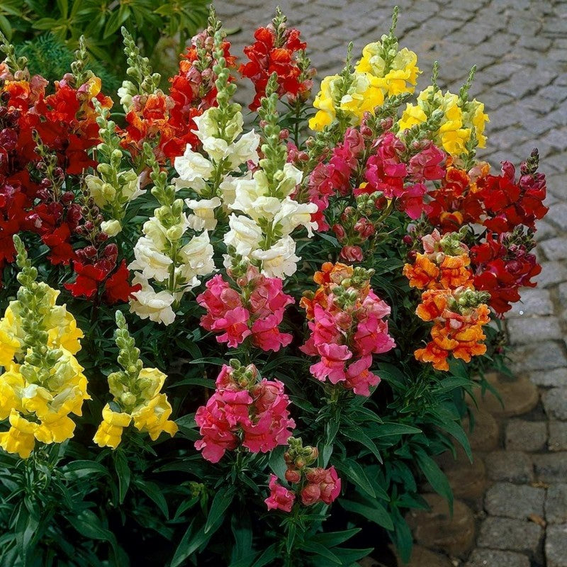 Garden Snapdragon Seeds🌸🌿