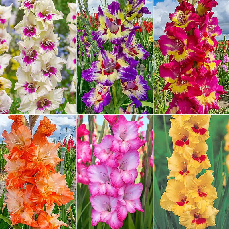 🎁2025 Must Plant☀️Festival of Colours Gladiolus Collection🌸