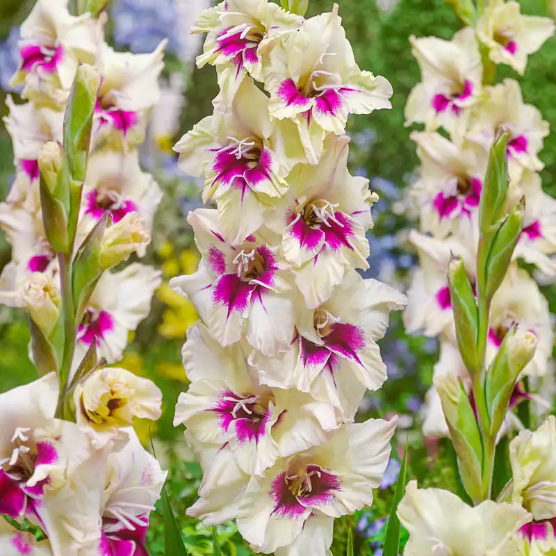 🎁2025 Must Plant☀️Festival of Colours Gladiolus Collection🌸