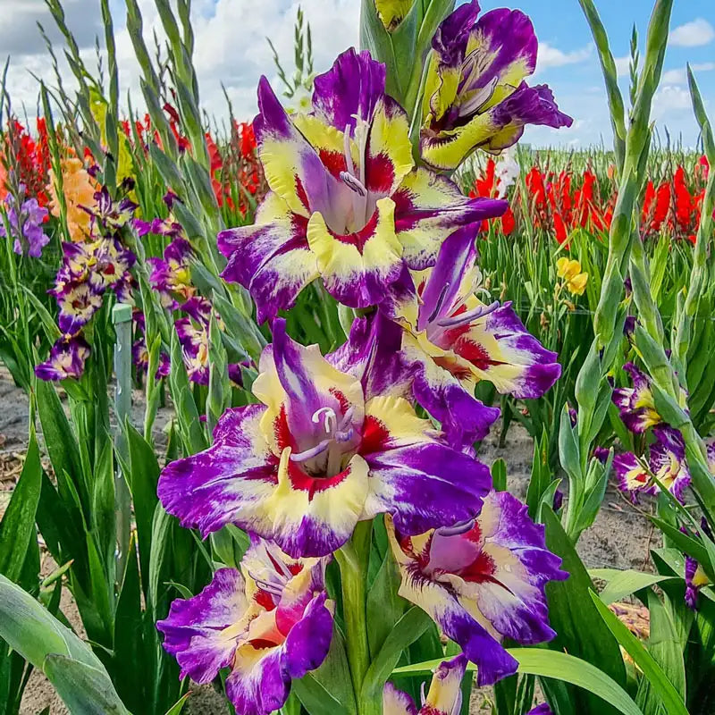 🎁2025 Must Plant☀️Festival of Colours Gladiolus Collection🌸