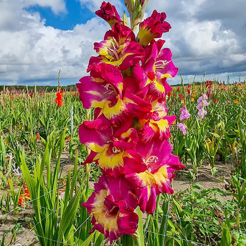 🎁2025 Must Plant☀️Festival of Colours Gladiolus Collection🌸