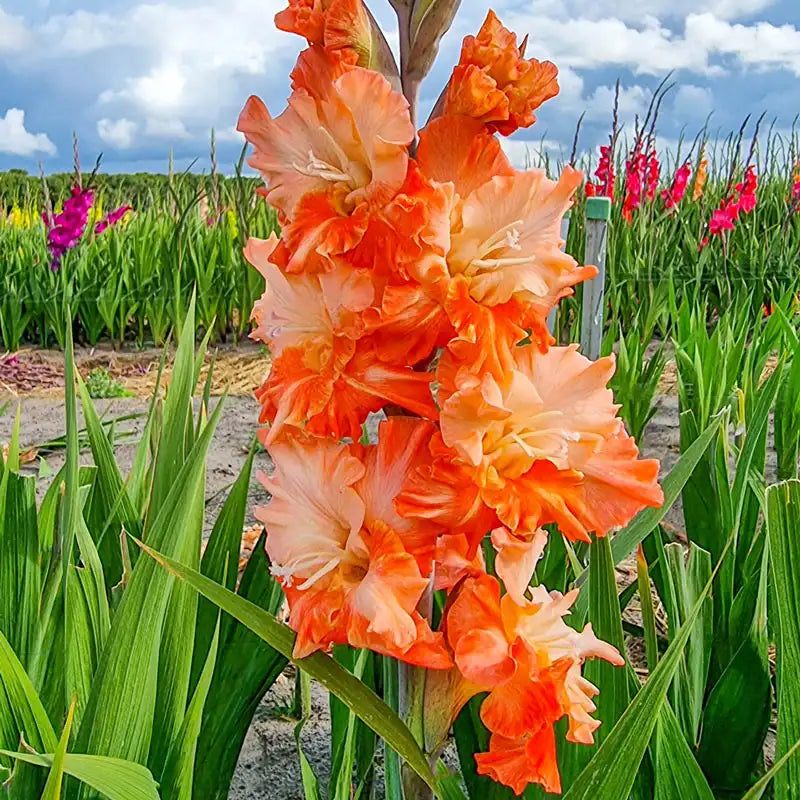 🎁2025 Must Plant☀️Festival of Colours Gladiolus Collection🌸