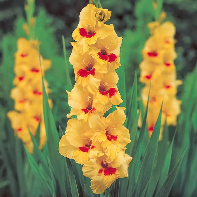 🎁2025 Must Plant☀️Festival of Colours Gladiolus Collection🌸