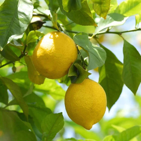 💥53% OFF🩷Mix Lemon Seeds✨