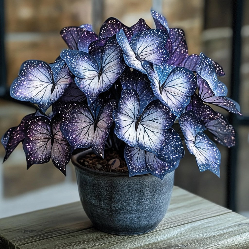Moonlight Butterfly Begonia🦋