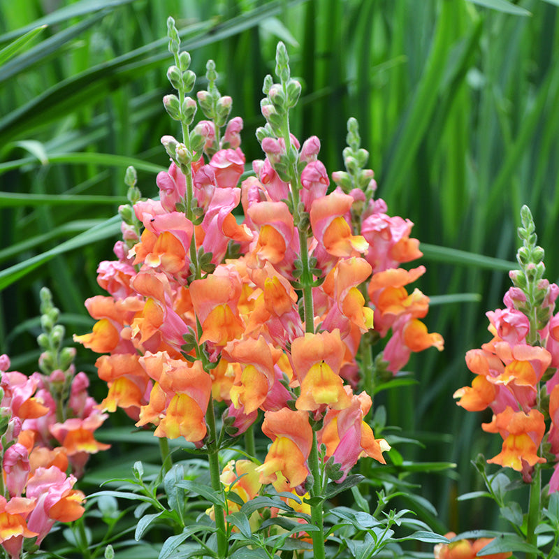 Garden Snapdragon Seeds🌸🌿