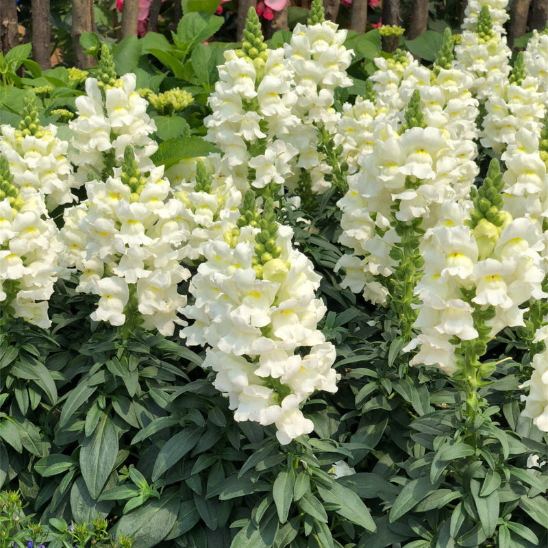 Garden Snapdragon Seeds🌸🌿