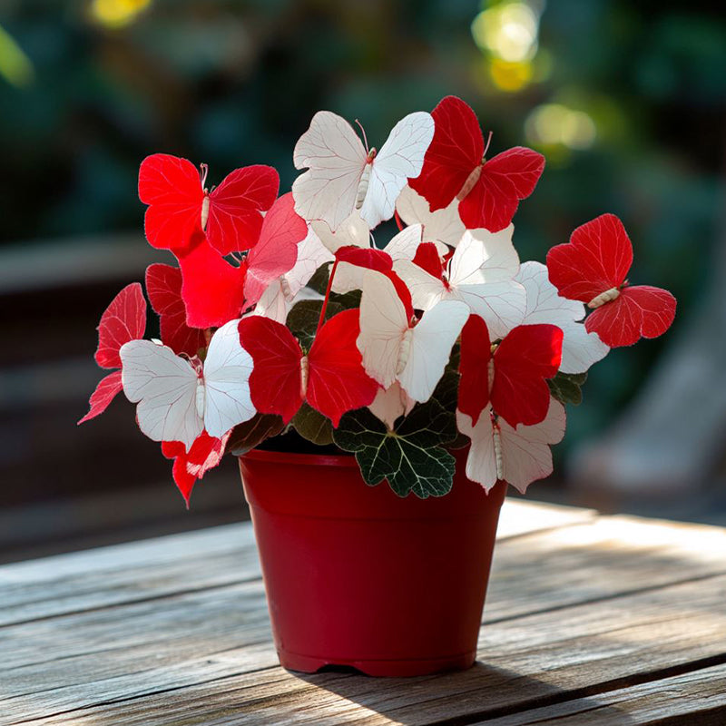 Moonlight Butterfly Begonia - Red and white