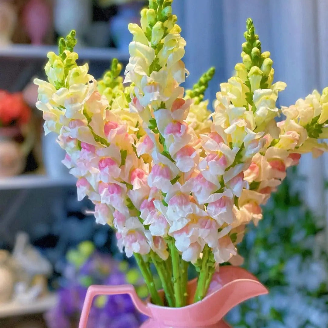 Garden Snapdragon Seeds🌸🌿