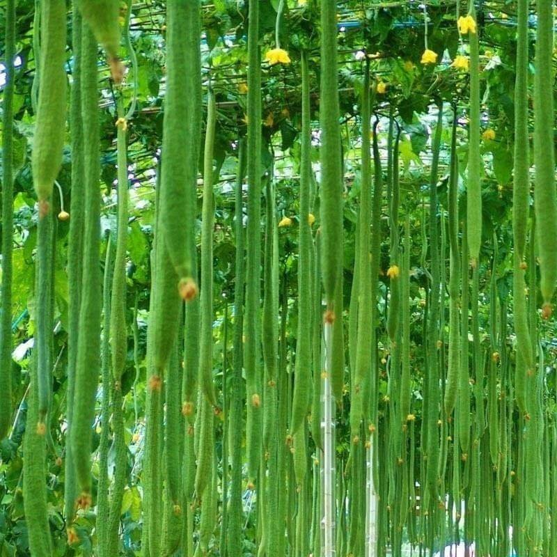 🌱 Long Sponge Gourd Seeds🍃 🥒