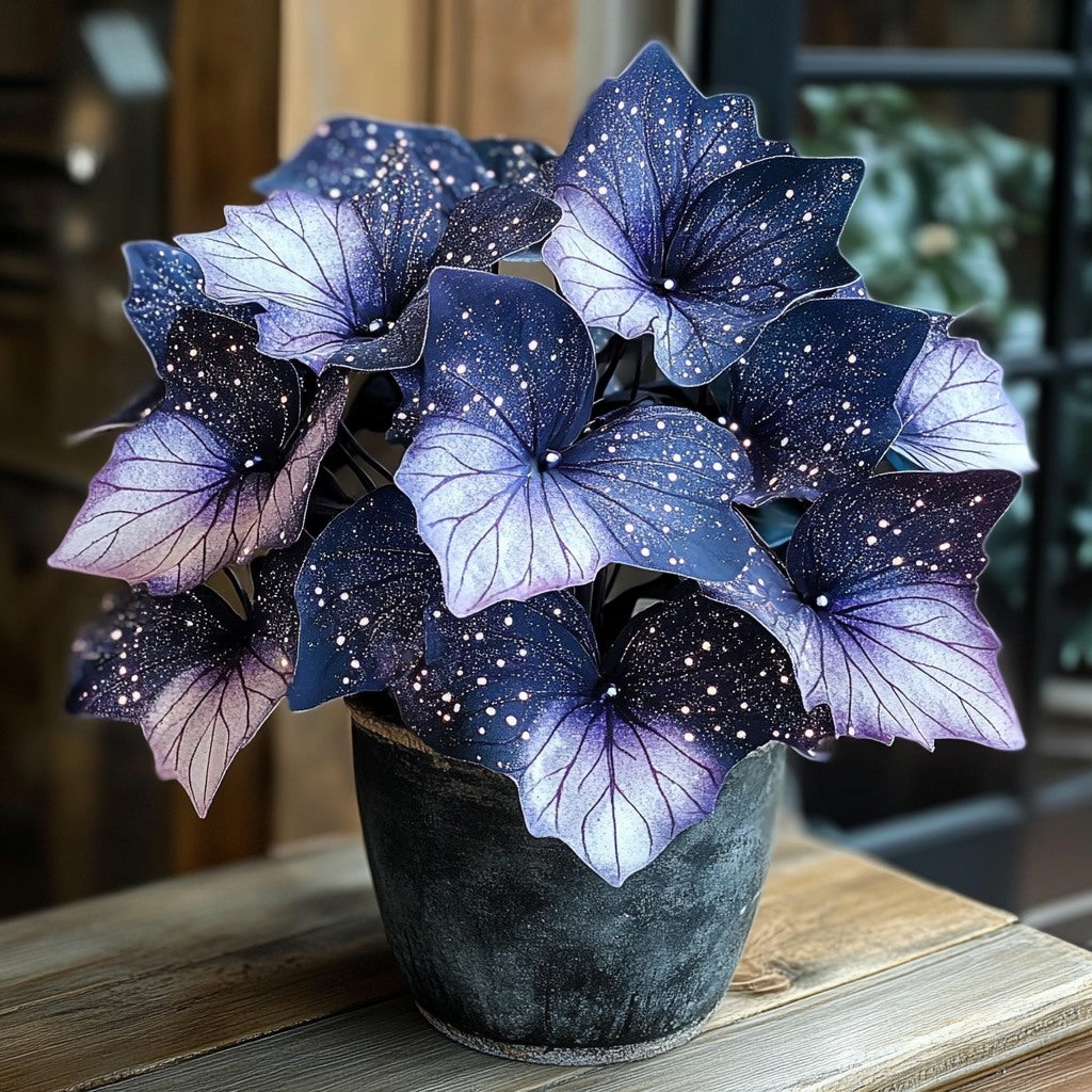 Moonlight Butterfly Begonia🦋