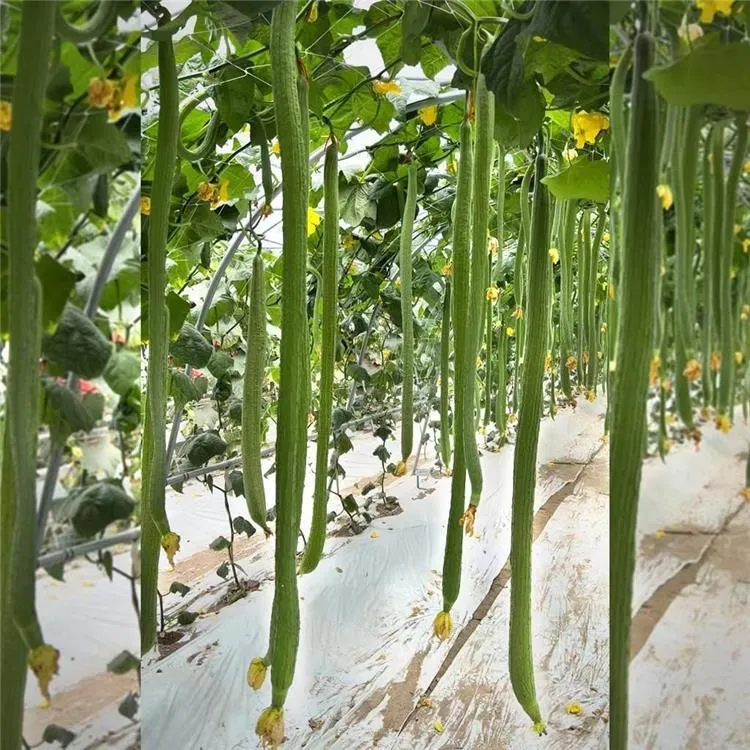 🌱 Long Sponge Gourd Seeds🍃 🥒