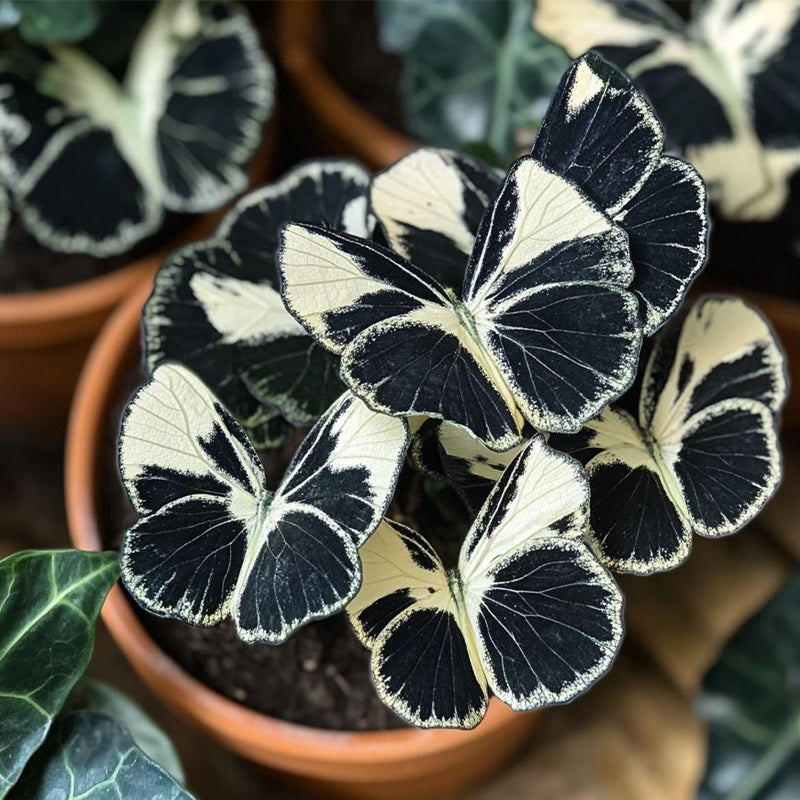 Moonlight Butterfly Begonia - Black and white