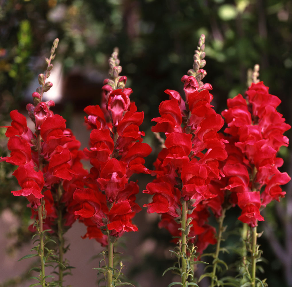 Garden Snapdragon Seeds🌸🌿