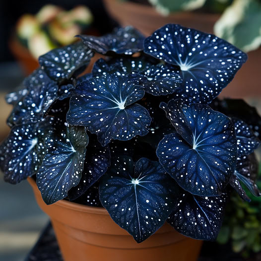 Moonlight Butterfly Begonia - Black🦋