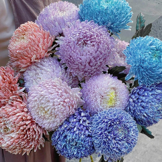 🔥50% OFF🌈Multicolored Peony Aster Seeds🌹