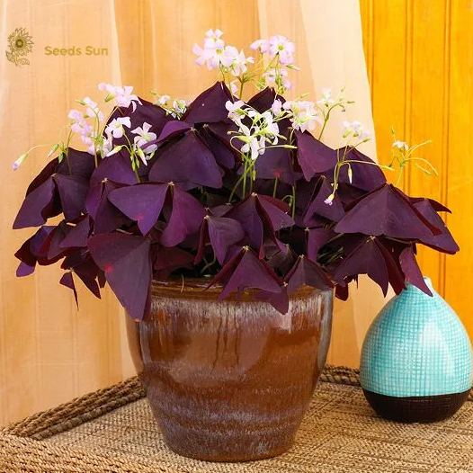 Oxalis Purple Shamrock | Flower Bulbs | Easy Indoor Plants | Outdoor Plants
