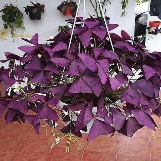 Oxalis Purple Shamrock | Flower Bulbs | Easy Indoor Plants | Outdoor Plants